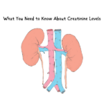 What You Need to Know About Creatinine Levels-9d531d7e