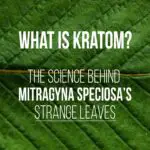 What is kratom? The science behind Mitragyna Speciosa's strange leaves