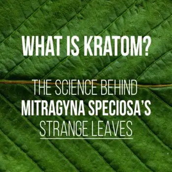 What is kratom? The science behind Mitragyna Speciosa's strange leaves