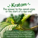 Is kratom the answer to the opioid crisis
