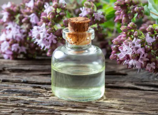 Three ways to get health benefits from Oregano oil-3a5d7871