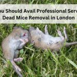 Why You Should Avail Professional Service for Dead Mice Removal in London-dea1a09d