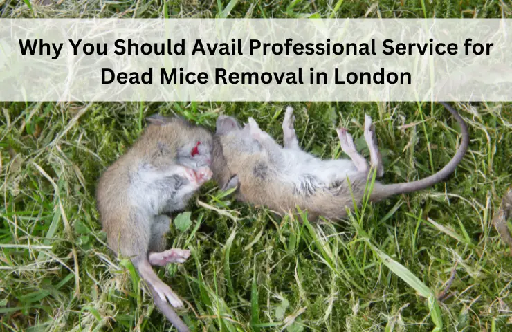Why You Should Avail Professional Service for Dead Mice Removal in London-dea1a09d