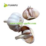 fresh-pure-white-garlic-exporter-ab2dd578