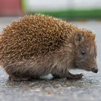 Can Hedgehogs See In The Dark-b6a2ab2f