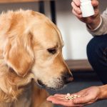 How To Give Dogs Probiotics-83af3cad