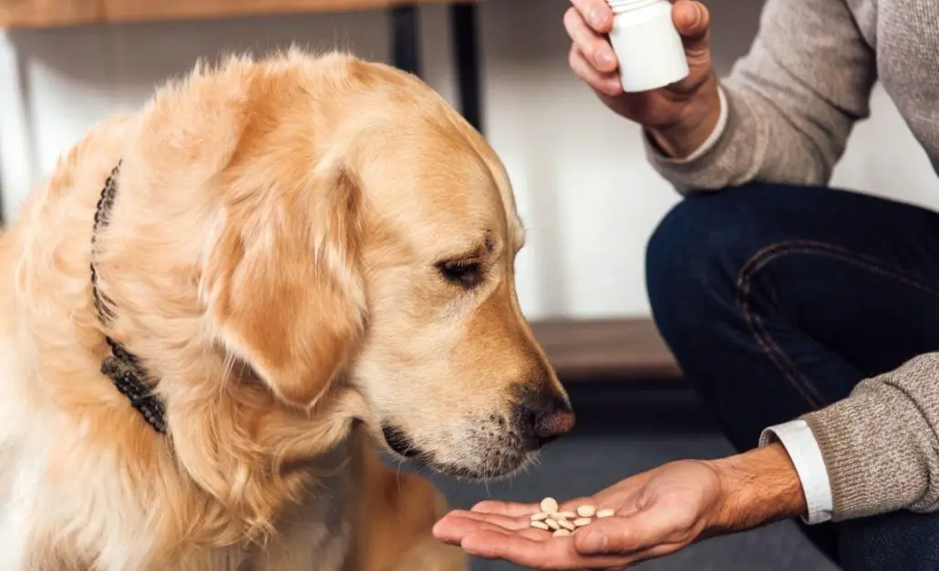 How To Give Dogs Probiotics-83af3cad