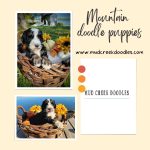 Mountain doodle puppies-2989f689