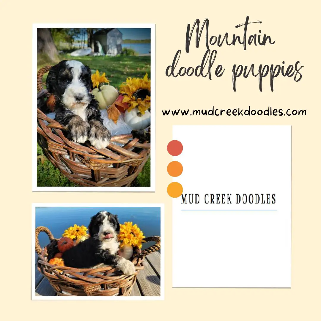Mountain doodle puppies-2989f689