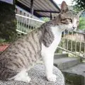 Parasitic Infections Is An Important Cause Of Itching In Cats-a70923df