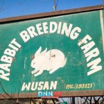 Rabbit-Breeding-Farm-562a9027