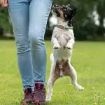 Stop Having Trouble Training Your Dog-0f441d78