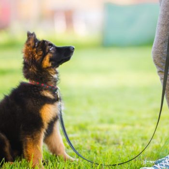 Successful Puppy Training, The Basic Way To Start.-7a4e232c