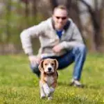 The Do's And Don'ts Of Proper Dog Training-1b3d2a60