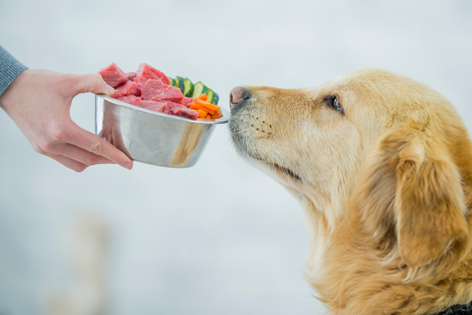 The healthiest pet food for dogs-dc7fcd15