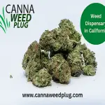 Weed Dispensary in California-d21b43d1