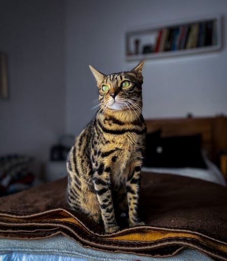lansdownevety-serengeti-cat-personality-veterinarian-leesburg-va-bf593642