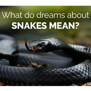 snake dream-fede9110