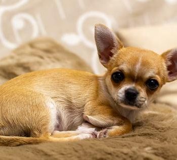 taylorsville-chihuahua-veterinarian-westminster-md.jpg-86256677