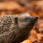 Are Hedgehogs Nocturnal And Can They See In The Dark-15d17b7d
