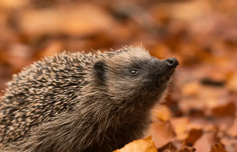 Are Hedgehogs Nocturnal And Can They See In The Dark-15d17b7d