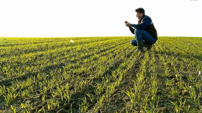 Crop Scouting Market Analysis, Opportunity, Demand, Share, Size, Trends & Forecast-8809af3e