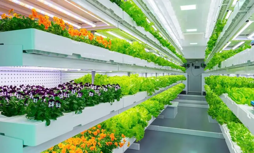 Global Indoor Farming Market Analysis, Opportunity, Share, Size, Growth & Size-5e64ef75