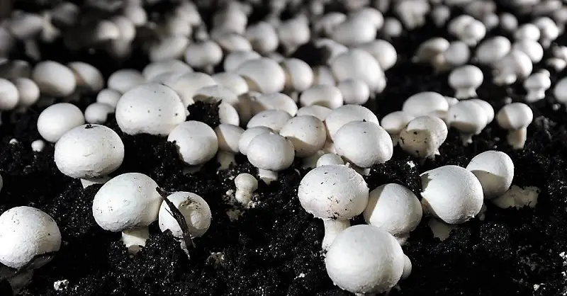 Global Mushroom Cultivation Market Analysis, Opportunity, Share, Size, Growth & Size-20ea841c