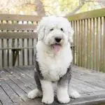 Grooming Your Old English Sheepdog-fc277a45