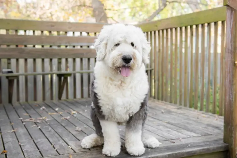 Grooming Your Old English Sheepdog-fc277a45