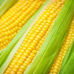 India Corn Market-db30e312