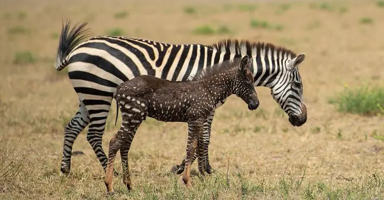 Luxury Kenya Wildlife Tours