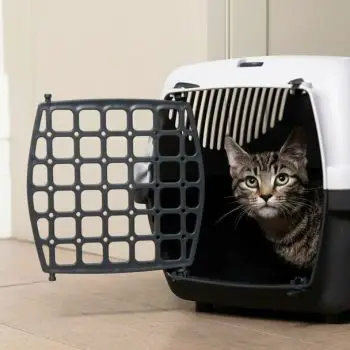 The Ideal Cattery Do You Need Help With Your Cat’s Special Requirements-0e926f95