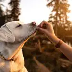 Tips On Dog Training-28f09051