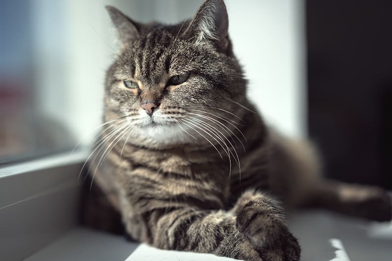Tips To Help Your Senior Cat Around The Home-5c344721