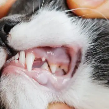 Tooth And Gum Problems Can Cause Bad Breath In Cats-9bdad711
