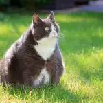 What Causes Diabetes In Cats-8bfeabdc