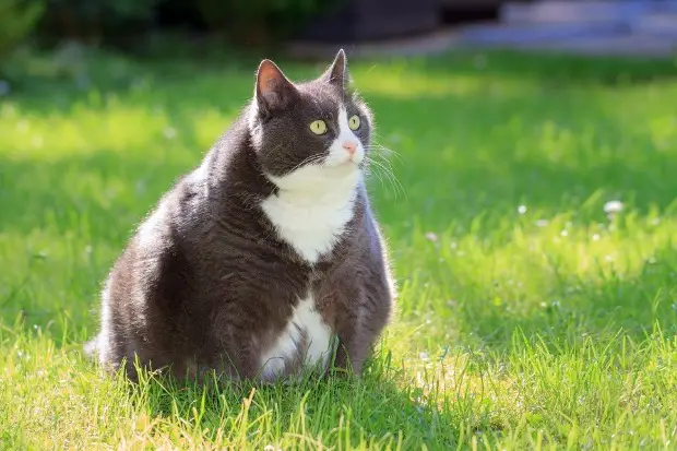 What Causes Diabetes In Cats-8bfeabdc