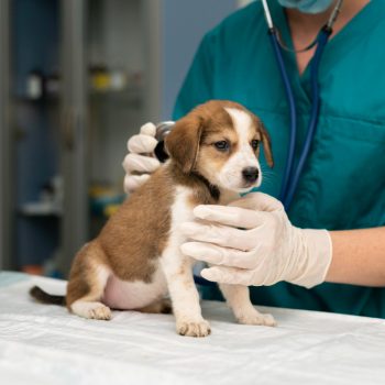 close-up-veterinarian-taking-care-dog-9ca62042
