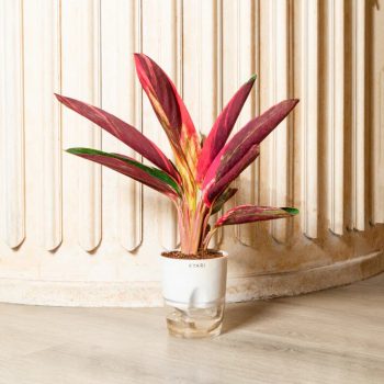 Calathea Stromanthe Triostar Plant With Self Watering Pot by Kyari