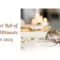 How To Get Rid of Rats- The Ultimate Guide for 2023-min