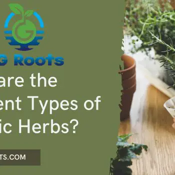 What are the Different Types of Organic Herbs