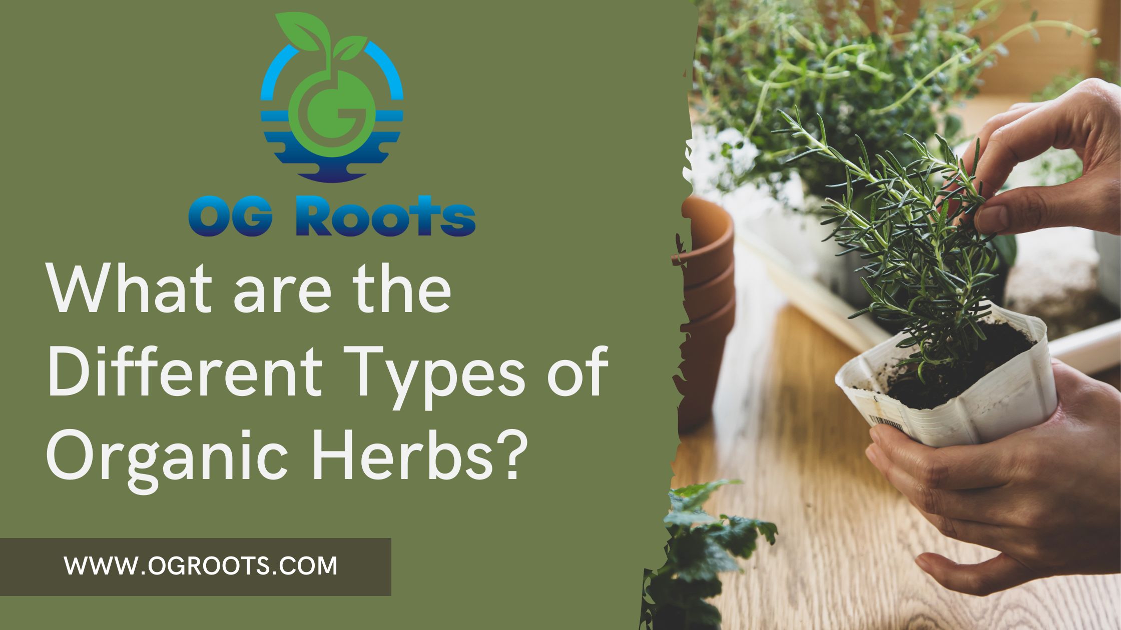 What are the Different Types of Organic Herbs