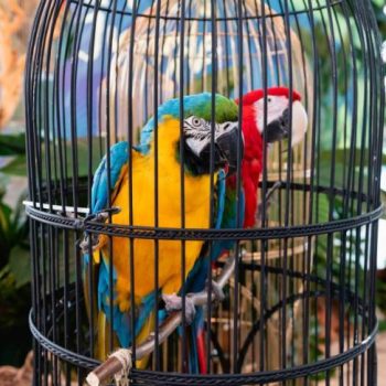 Wild birds in Captivity