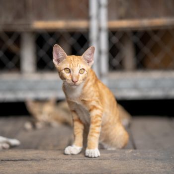 cute-ginger-cat-animal-shelter
