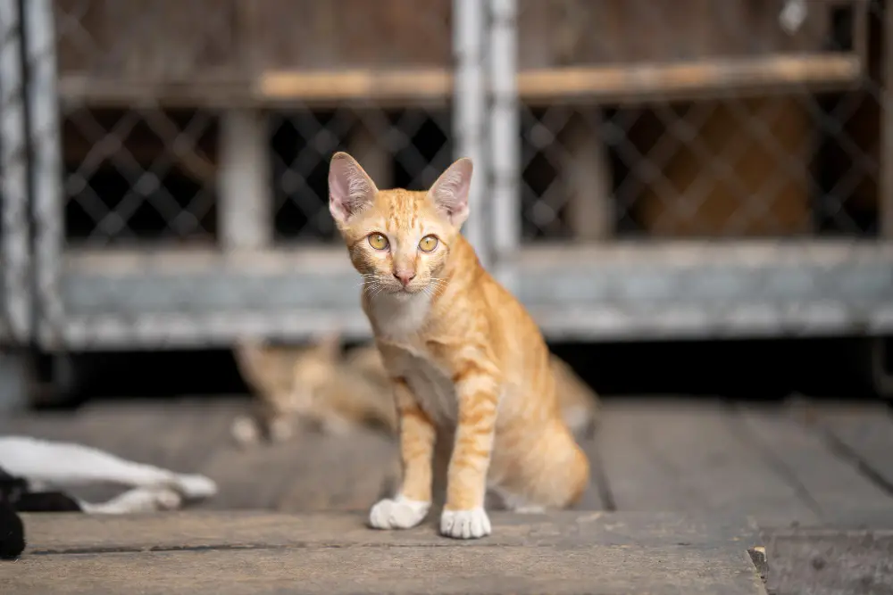 cute-ginger-cat-animal-shelter