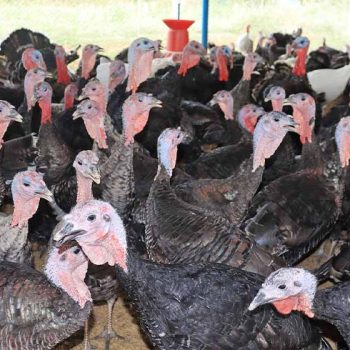 turkey_bird_farming_course_1632821835