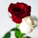 white n  red roses