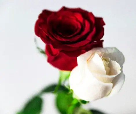 white n  red roses