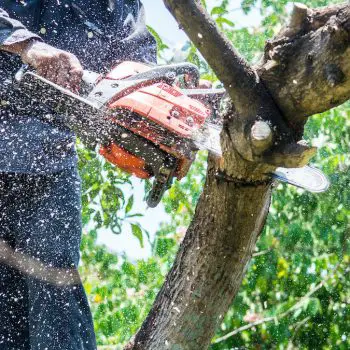 Benefits-of-Tree-Removal-Services-1200x675